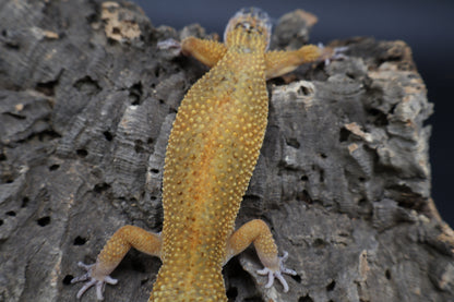 Female Tangerine Tornado