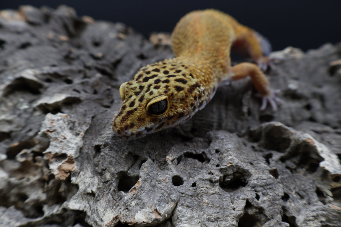 Female Tangerine Tornado