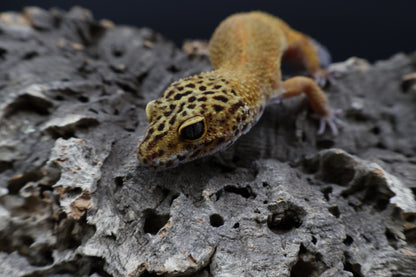 Female Tangerine Tornado