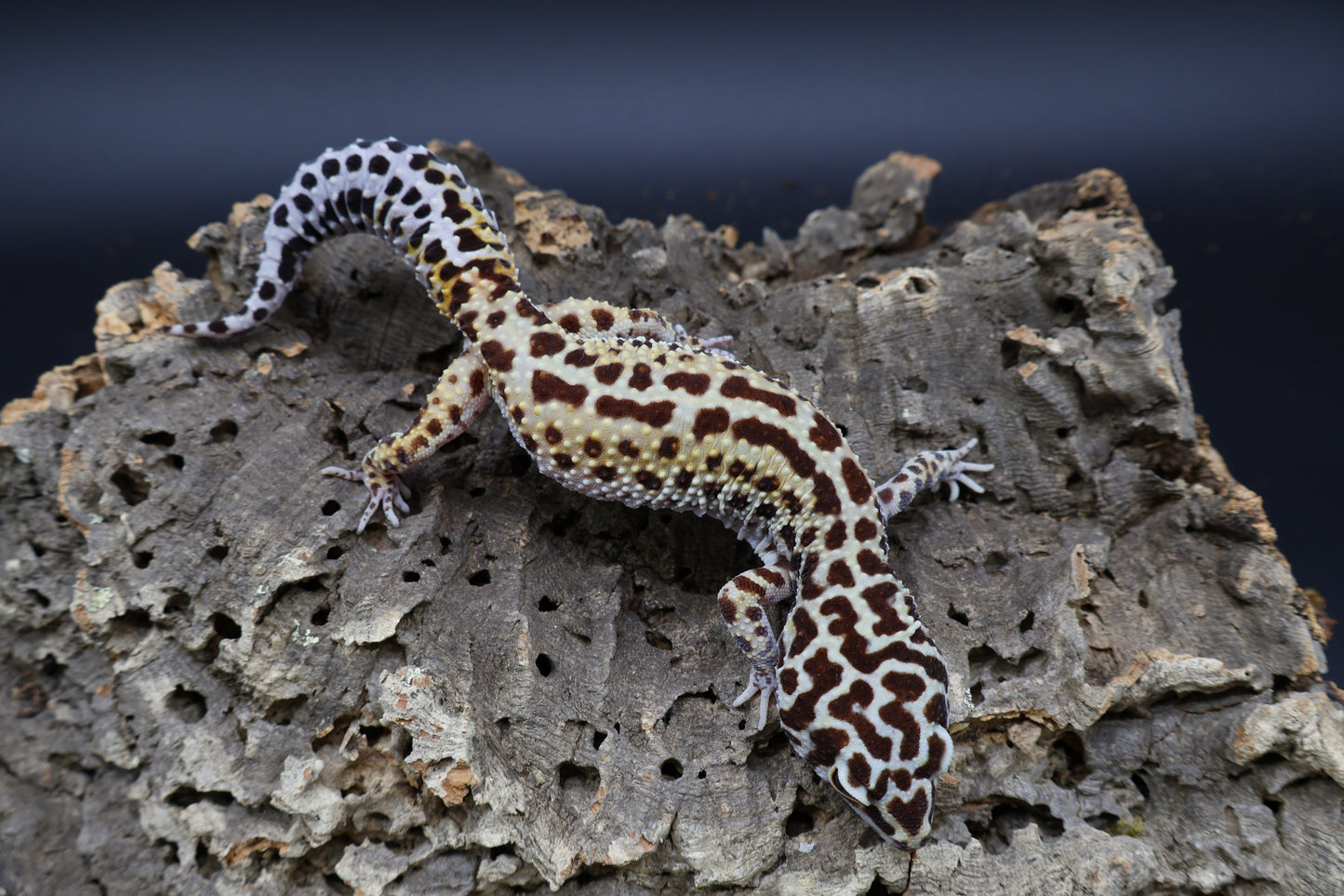 Female Hyper Xanthic Bold Stripe Halloween Mask Bandit