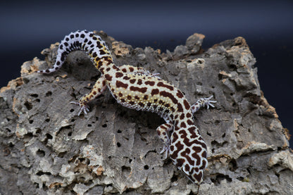 Female Hyper Xanthic Bold Stripe Halloween Mask Bandit