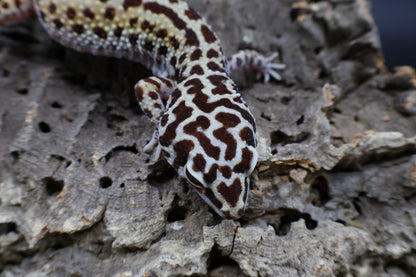 Female Hyper Xanthic Bold Stripe Halloween Mask Bandit