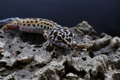 Female Hyper Xanthic Bold Stripe Halloween Mask Bandit