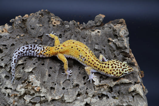 Female Super Giant Blood Emerine