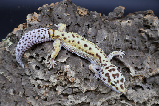 Female Hyper Xanthic Bold White & Yellow