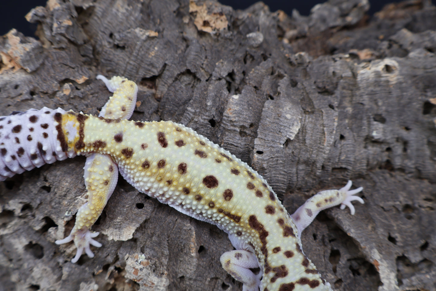 Female Hyper Xanthic Bold White & Yellow