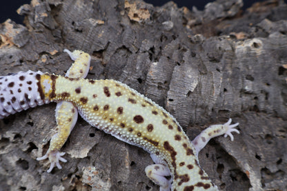 Female Hyper Xanthic Bold White & Yellow