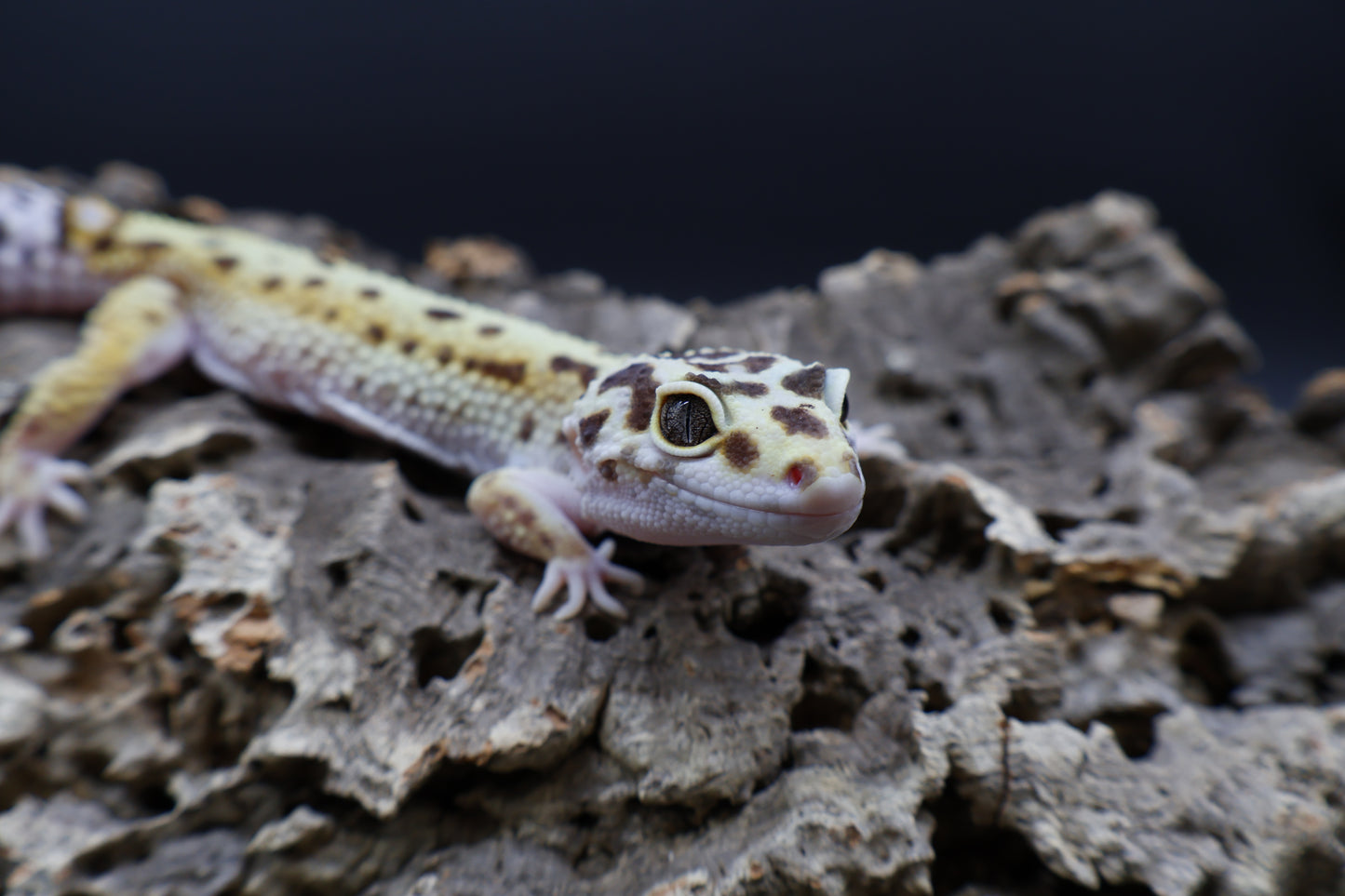 Female Hyper Xanthic Bold White & Yellow
