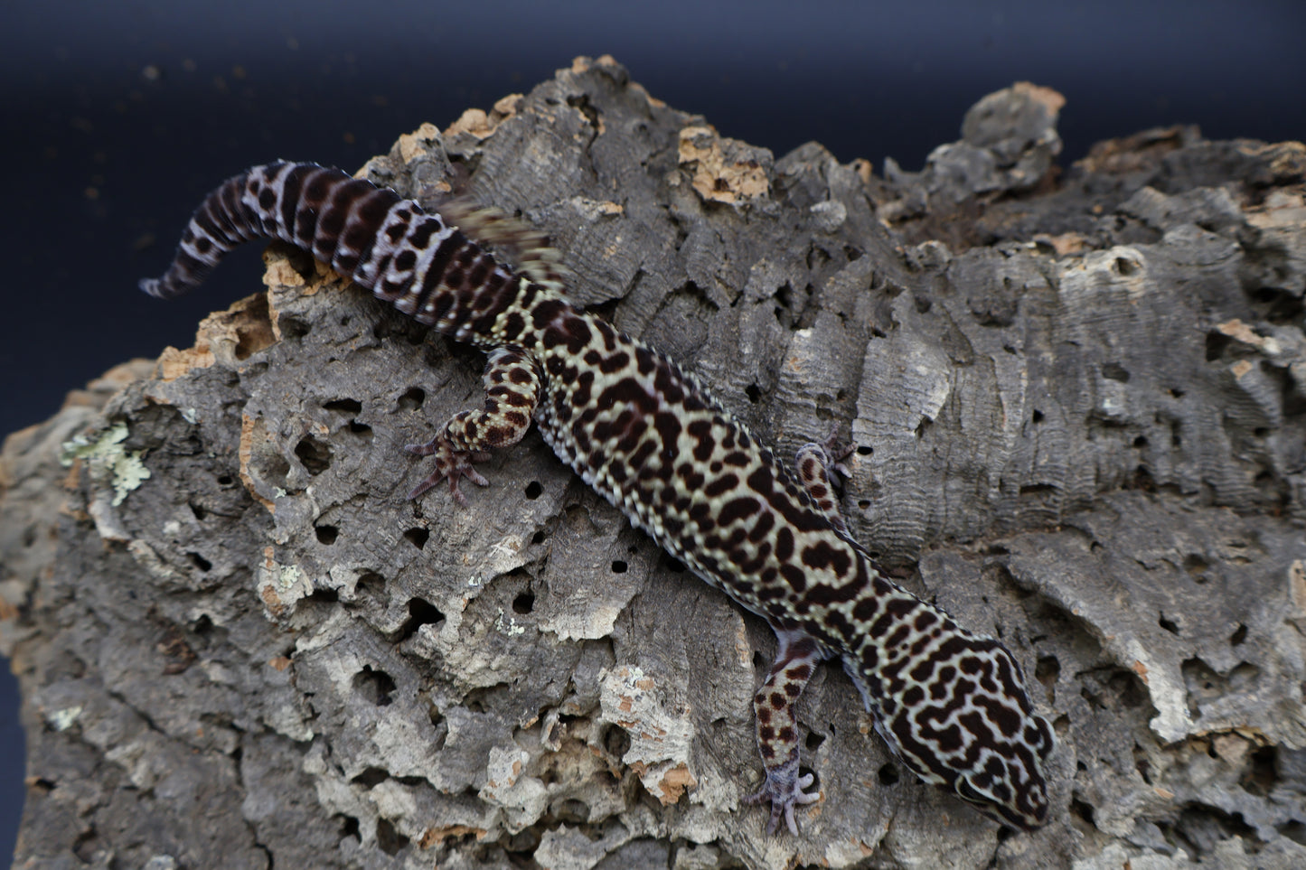 Female 50% Black Night 50% Afghanicus
