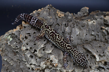 Female 50% Black Night 50% Afghanicus