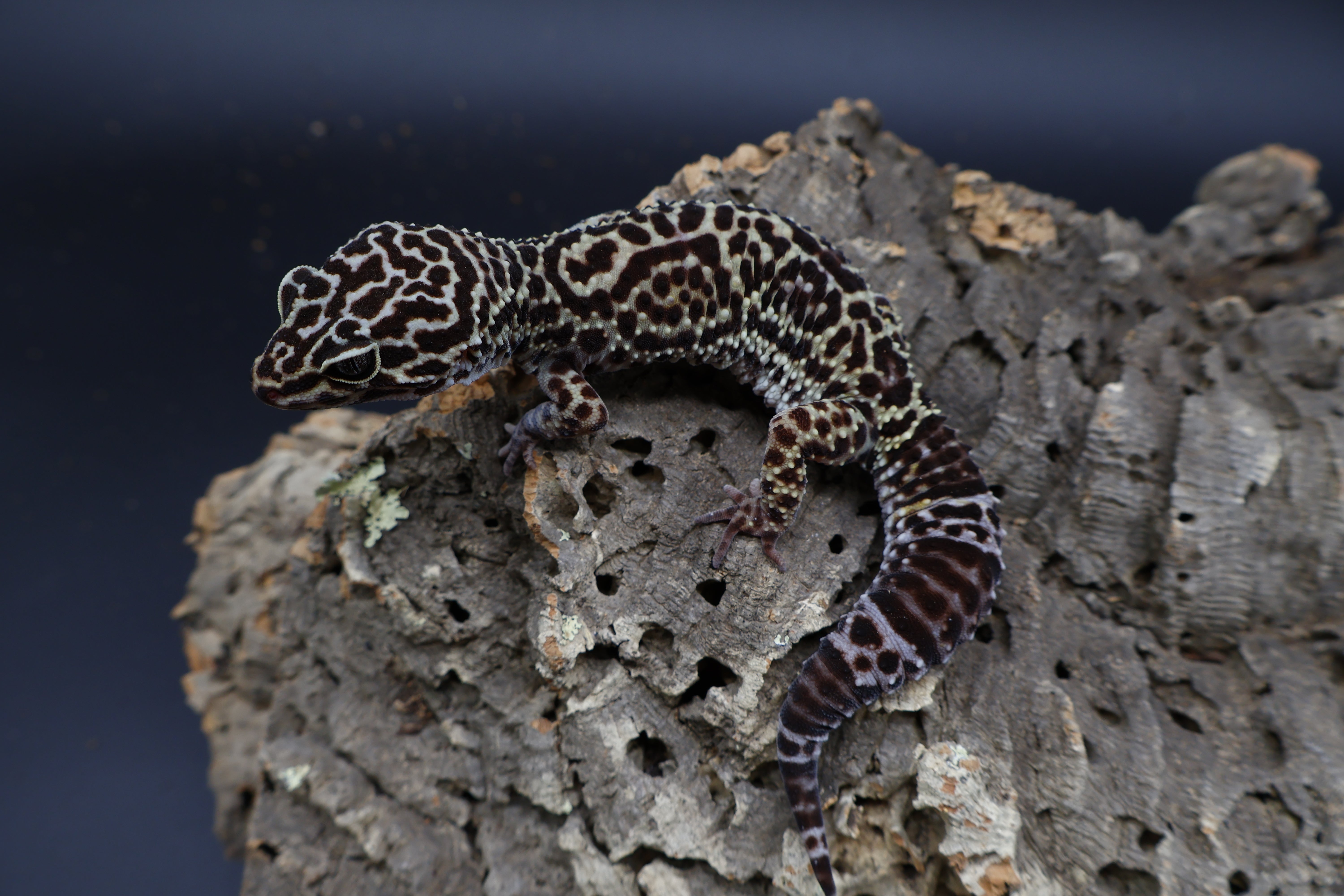 Black Night Leopard Geckos for Sale – Geeky Gecko Creations