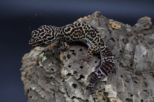 Female 50% Black Night 50% Afghanicus