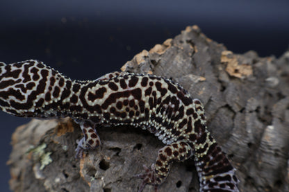 Female 50% Black Night 50% Afghanicus