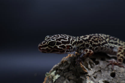 Female 50% Black Night 50% Afghanicus