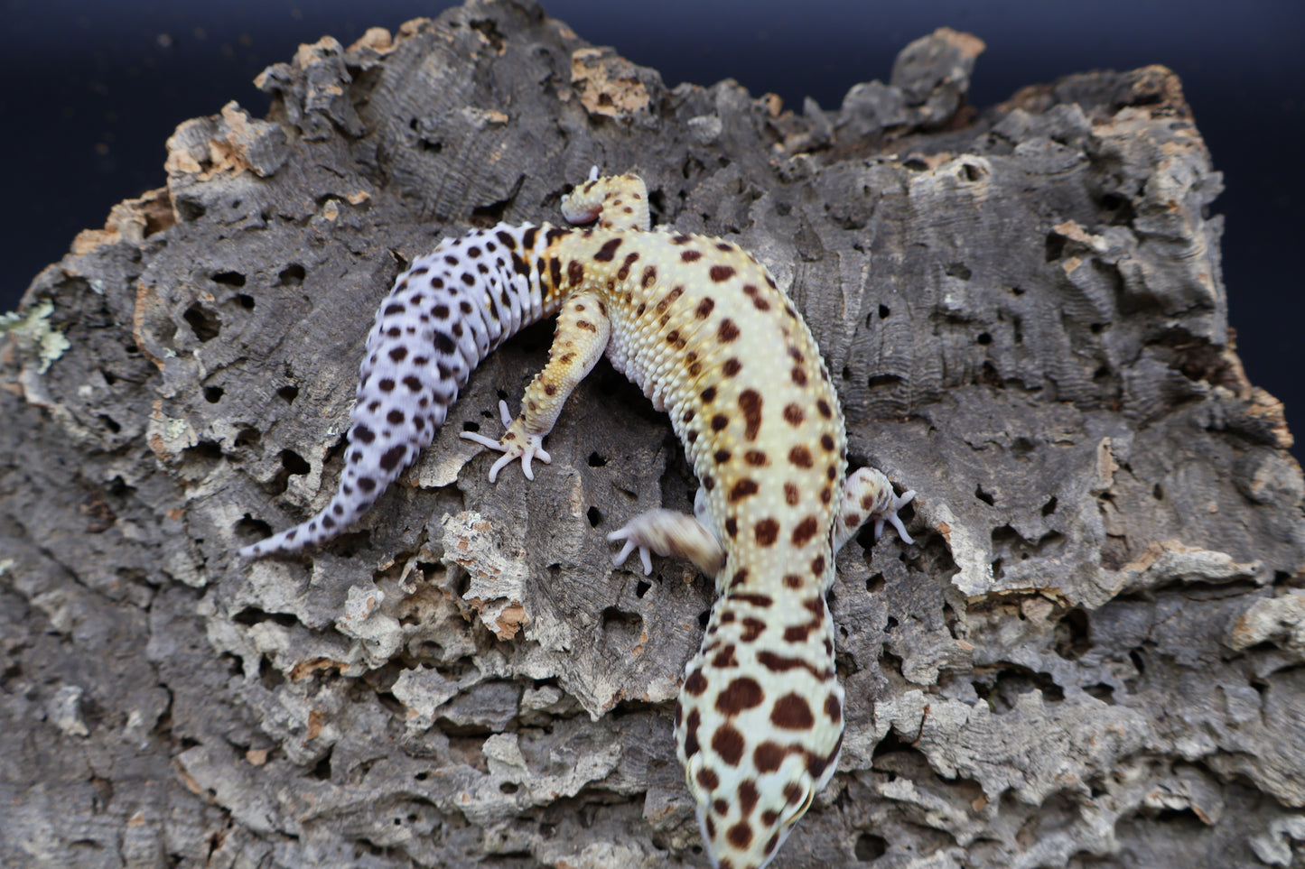 Female Hyper Xanthic Bold White & Yellow