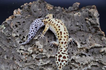 Female Hyper Xanthic Bold White & Yellow