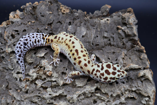 Female Hyper Xanthic Bold White & Yellow