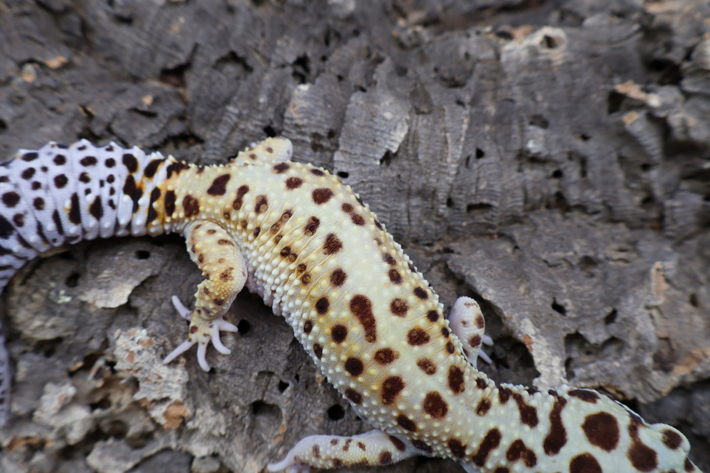 Female Hyper Xanthic Bold White & Yellow