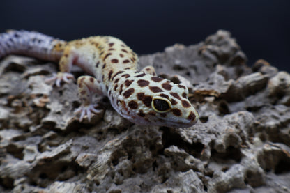 Female Hyper Xanthic Bold White & Yellow