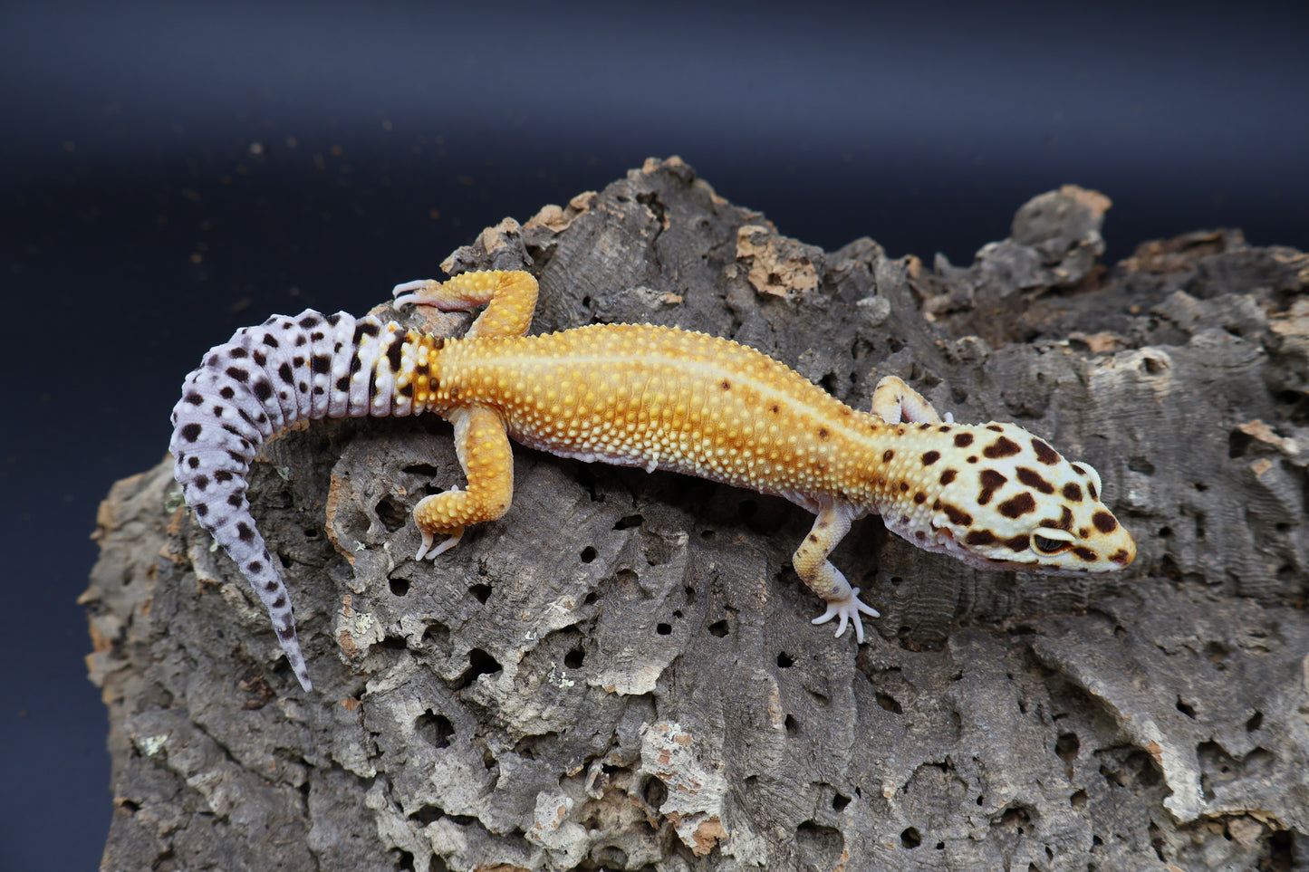 Female Mandarin Hyper Xanthic Bold Emerine probable White & Yellow