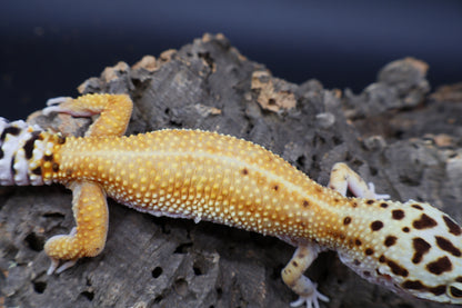 Female Mandarin Hyper Xanthic Bold Emerine probable White & Yellow