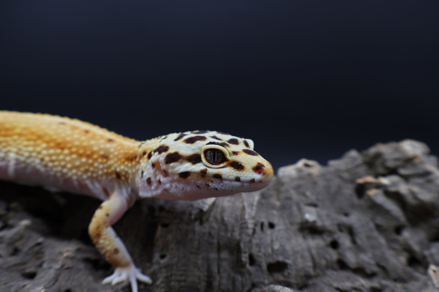 Female Mandarin Hyper Xanthic Bold Emerine probable White & Yellow