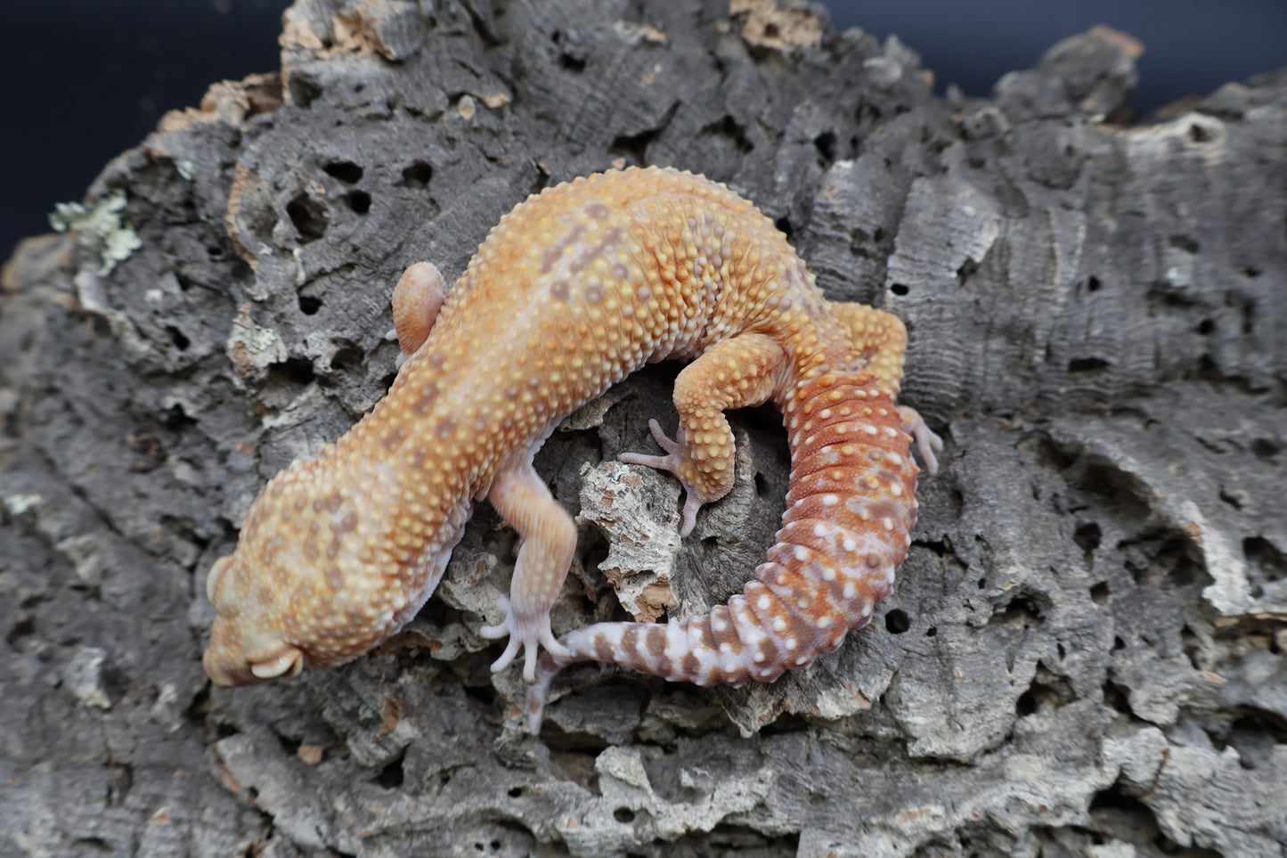 Female Mandarin Inferno Tremper Albino