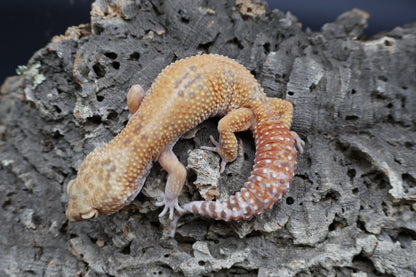Female Mandarin Inferno Tremper Albino