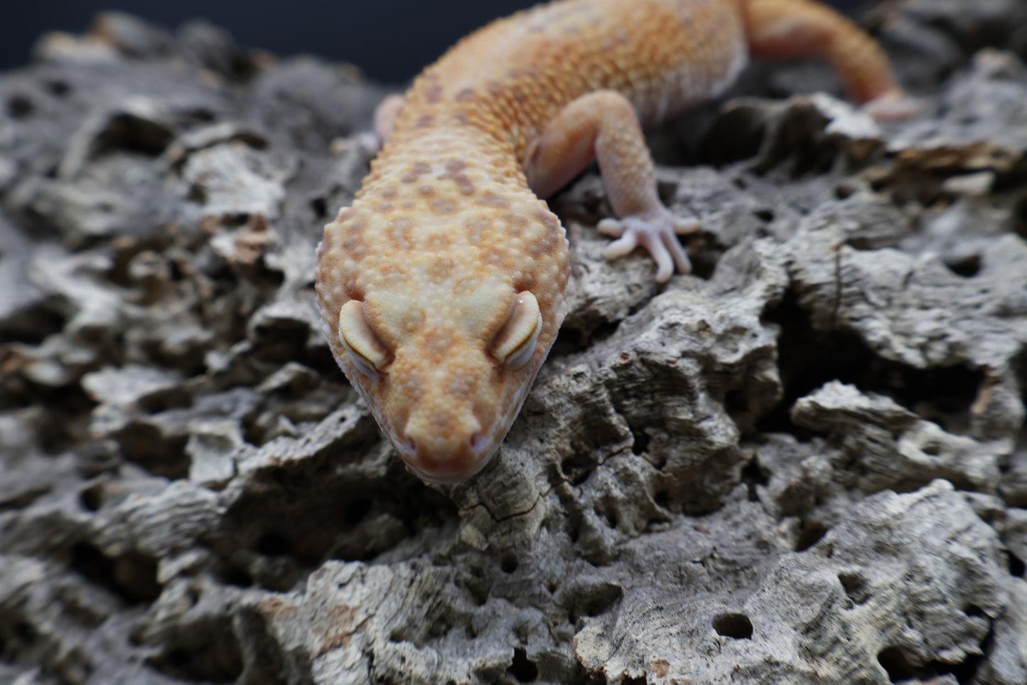 Female Mandarin Inferno Tremper Albino