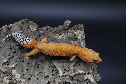 Female Mandarin Inferno