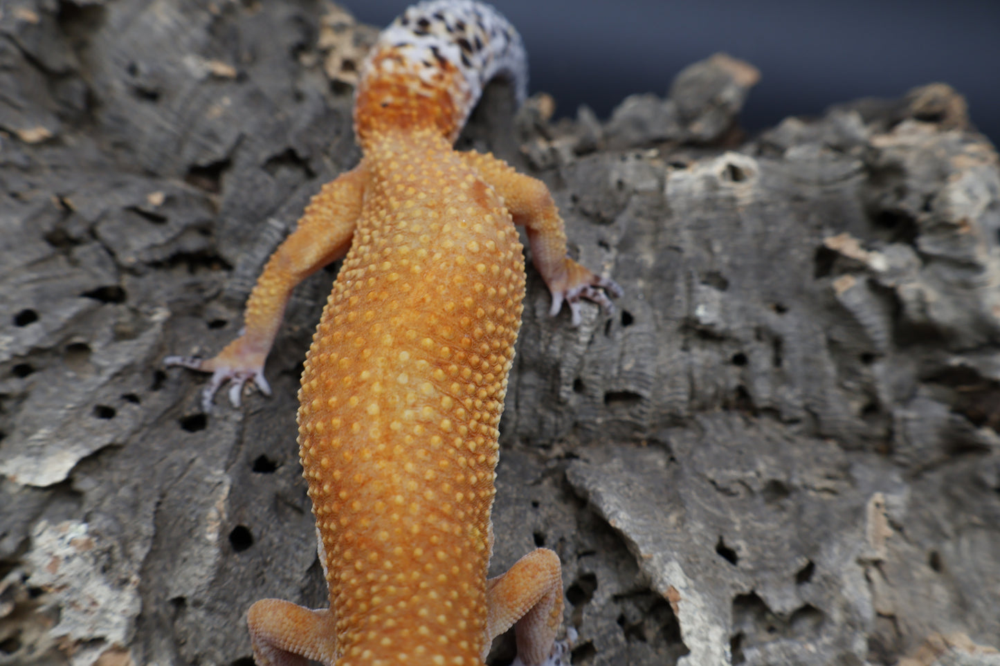 Female Mandarin Inferno