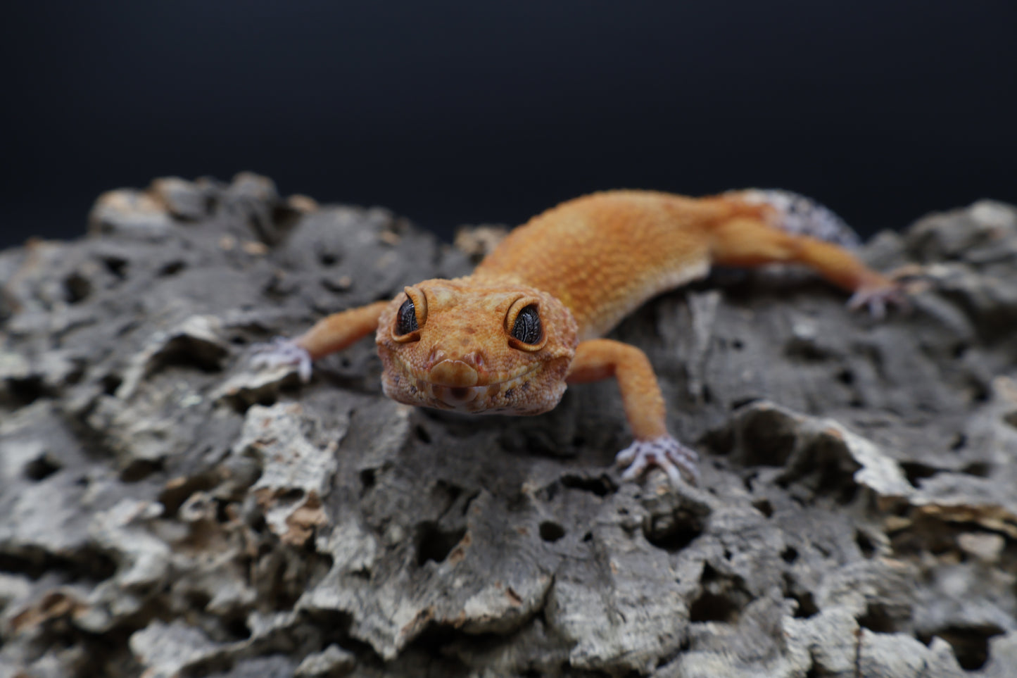 Female Mandarin Inferno