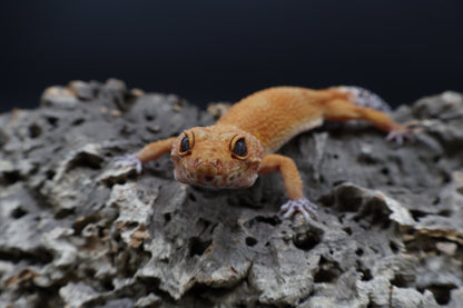 Female Mandarin Inferno