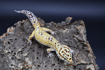 Male Mandarin Turcmenicus