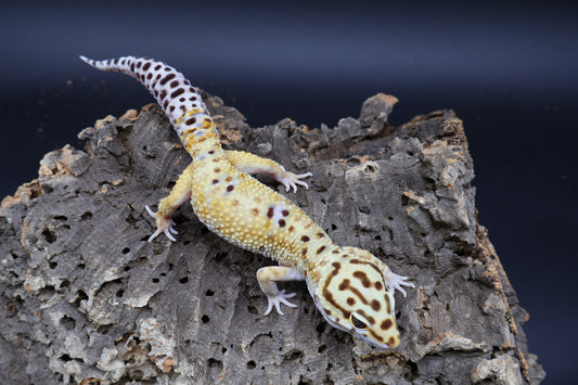 Male Mandarin Turcmenicus