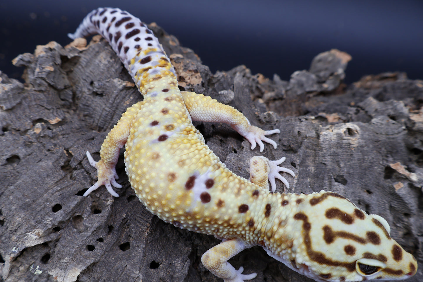Male Mandarin Turcmenicus