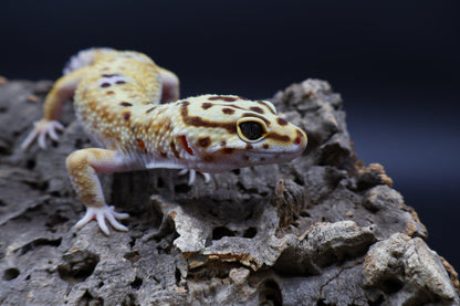 Male Mandarin Turcmenicus