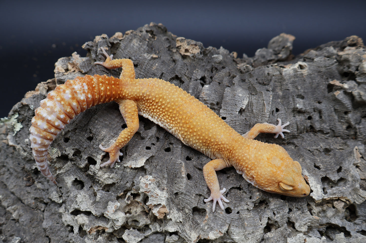 Female Mandarin Inferno Tremper Albino
