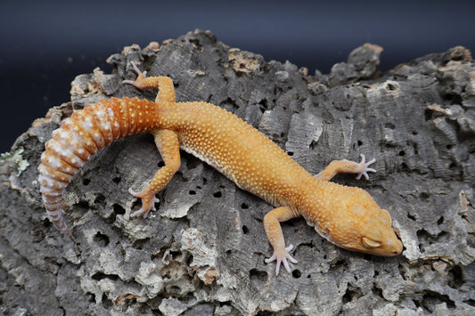 Female Mandarin Inferno Tremper Albino