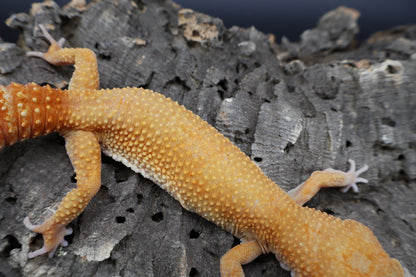 Female Mandarin Inferno Tremper Albino