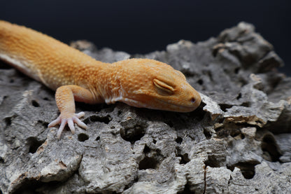 Female Mandarin Inferno Tremper Albino