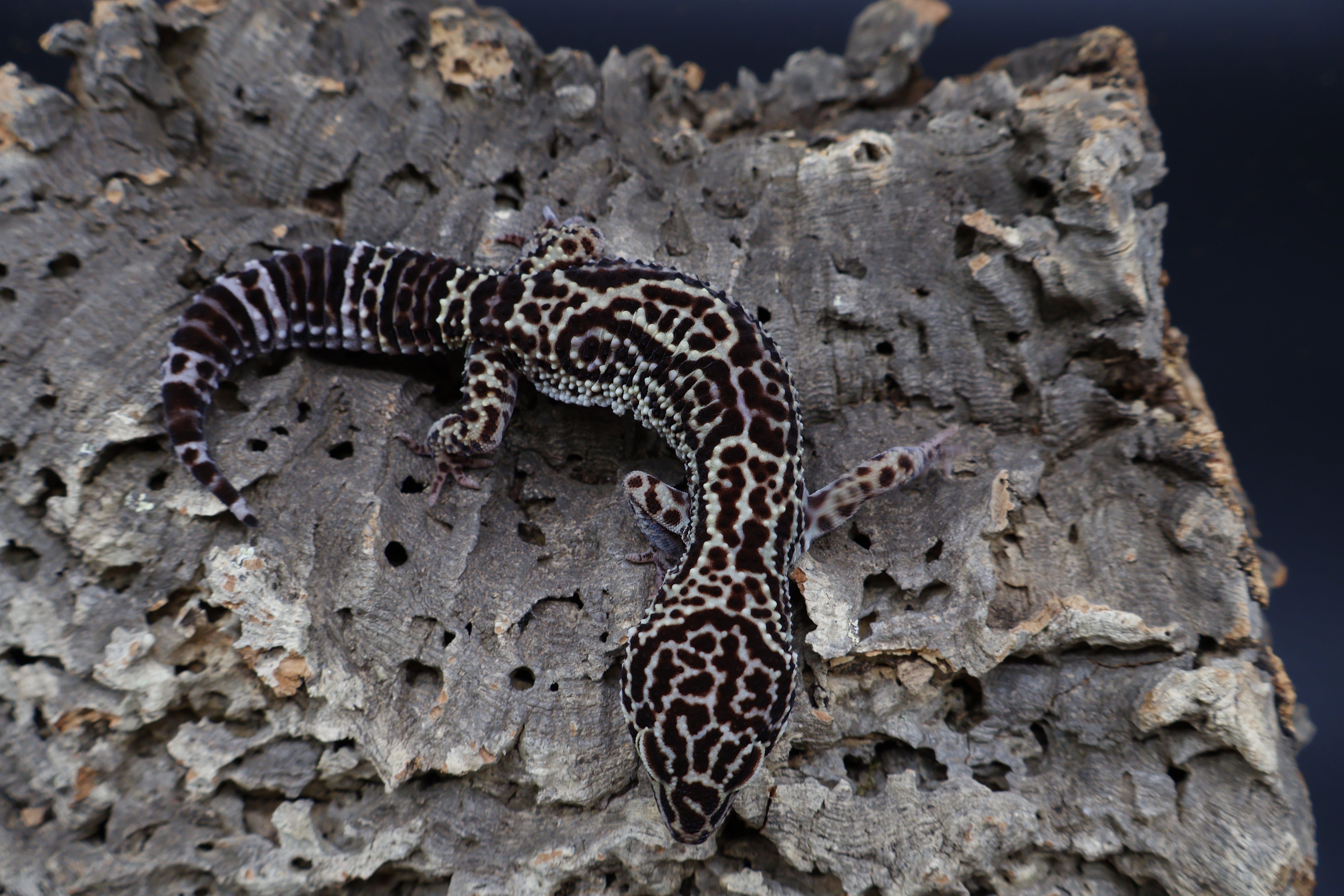 Black Night Leopard Geckos for Sale – Geeky Gecko Creations