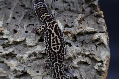 Female 50% Black Night 50% Afghanicus