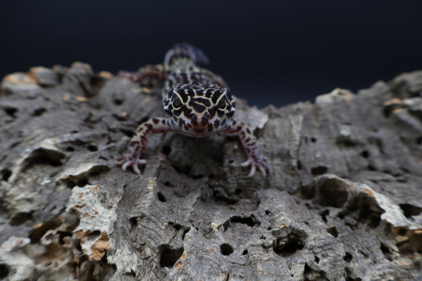 Female 50% Black Night 50% Afghanicus