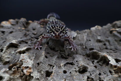 Female 50% Black Night 50% Afghanicus
