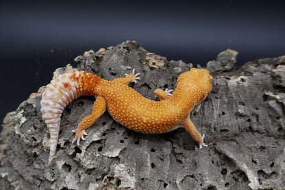 Female Mandarin Inferno Tremper Albino