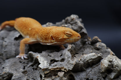 Female Mandarin Inferno Tremper Albino