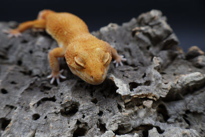 Female Mandarin Inferno Tremper Albino