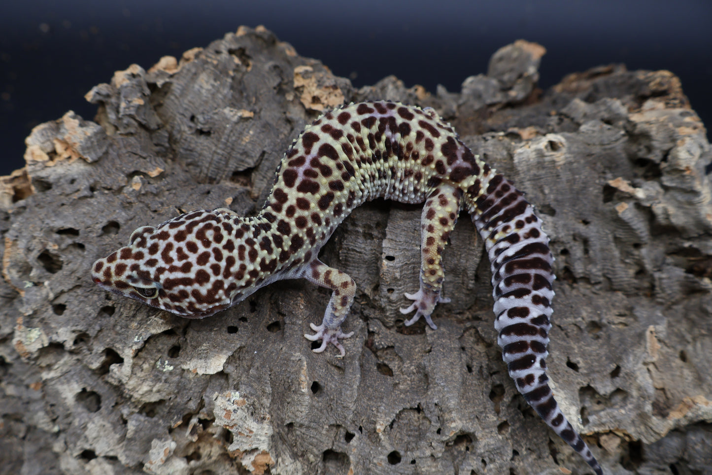 Female 50% Black Night 50% Turcmenicus