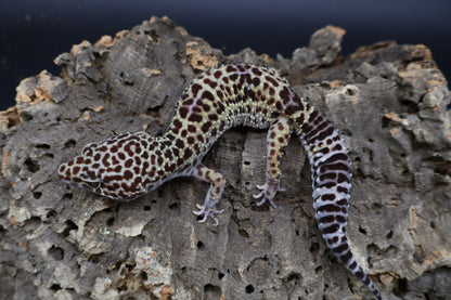 Female 50% Black Night 50% Turcmenicus